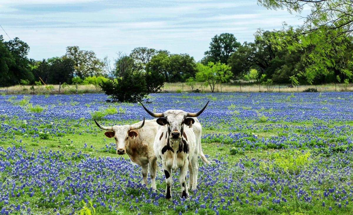 Texas Hill Country landscape
